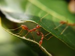 Mecanismos de formación de ensambles de hormigas dentro del ciclo forestal del eucalipto en la Pampa Mesopotámica: el rol de los procesos determinísticos y los factores abióticos